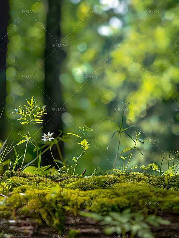 Background thiên nhiên file PNG - mẫu số 4122
