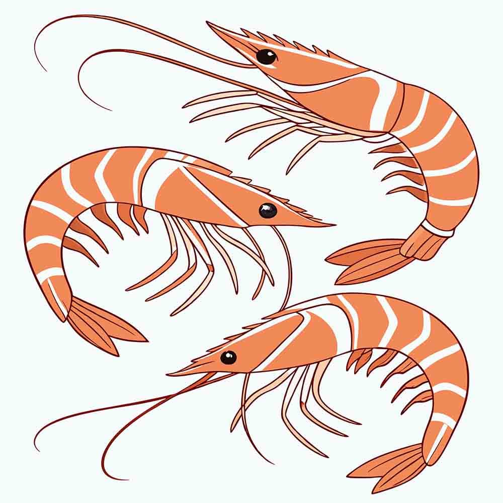 Hình minh họa con tôm file vector mẫu số 332