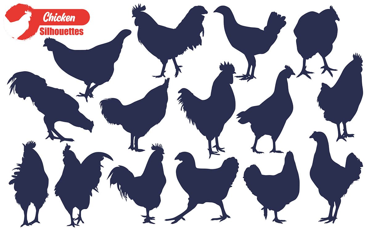 Bộ sưu tập hình ảnh chú gà file vector mẫu PM585