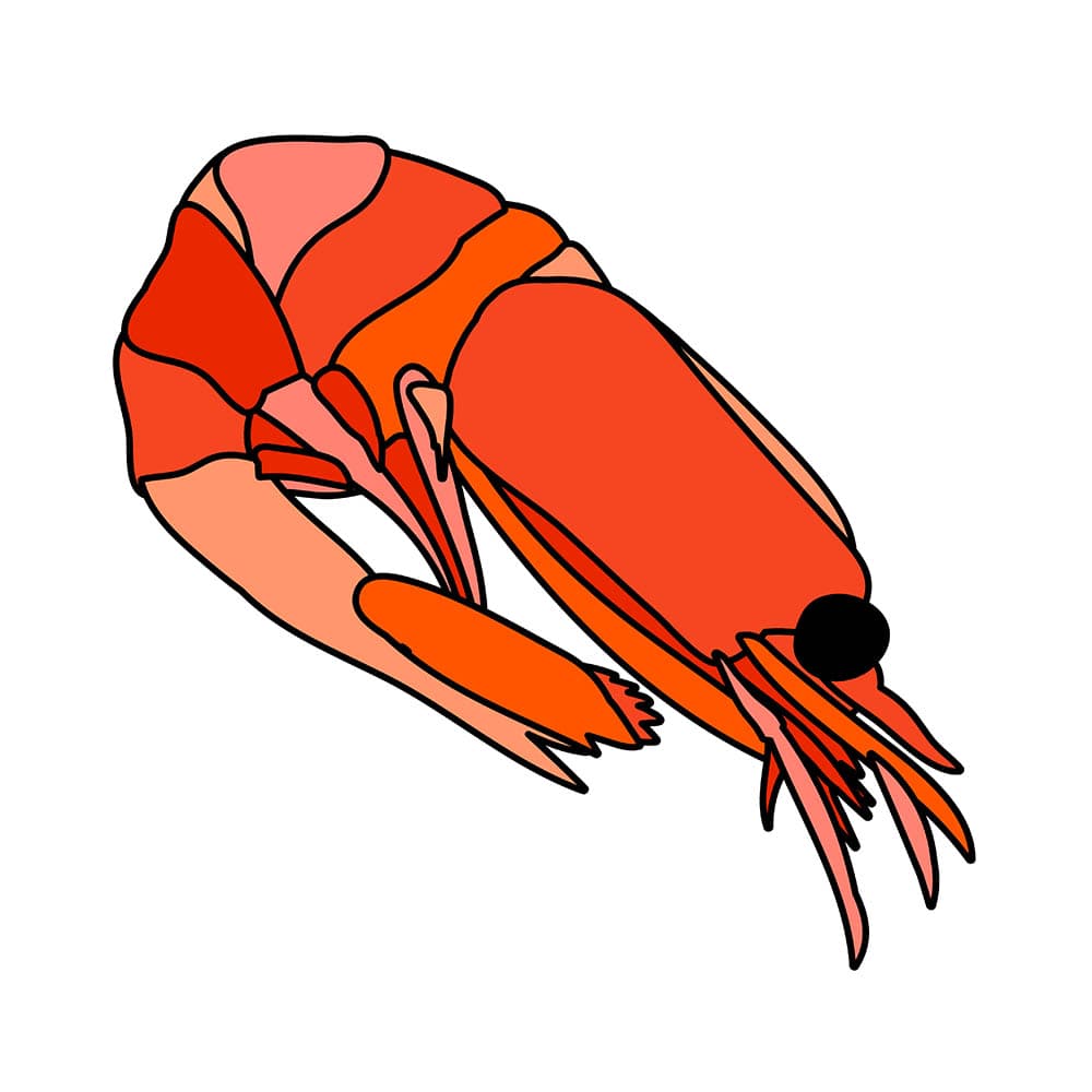 Hình minh họa con tôm đỏ file vector mẫu số 794