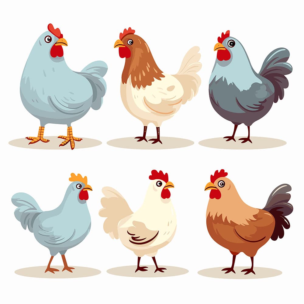 Hình ảnh chú gà file vector mẫu PM677
