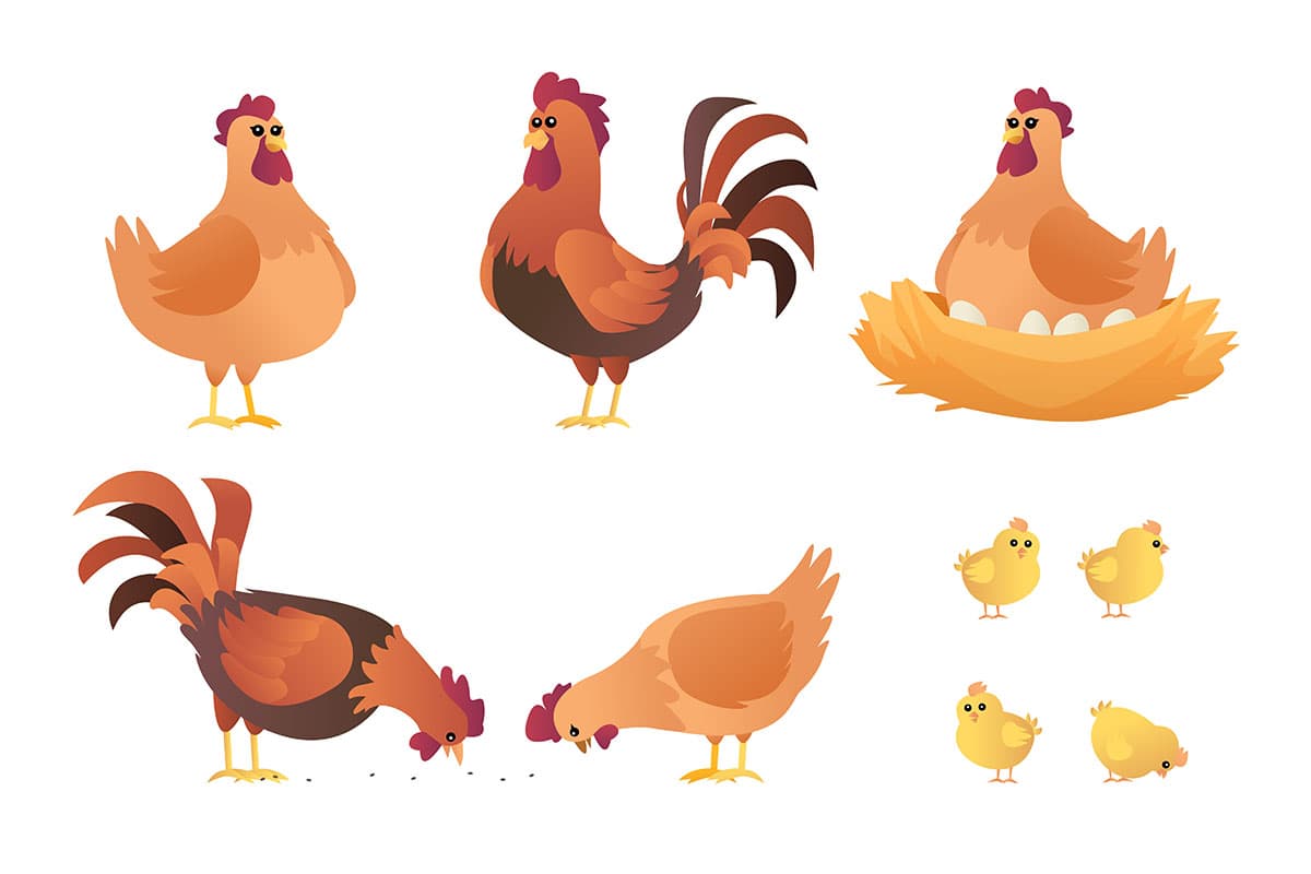 Hình ảnh chú gà file vector mẫu PM678
